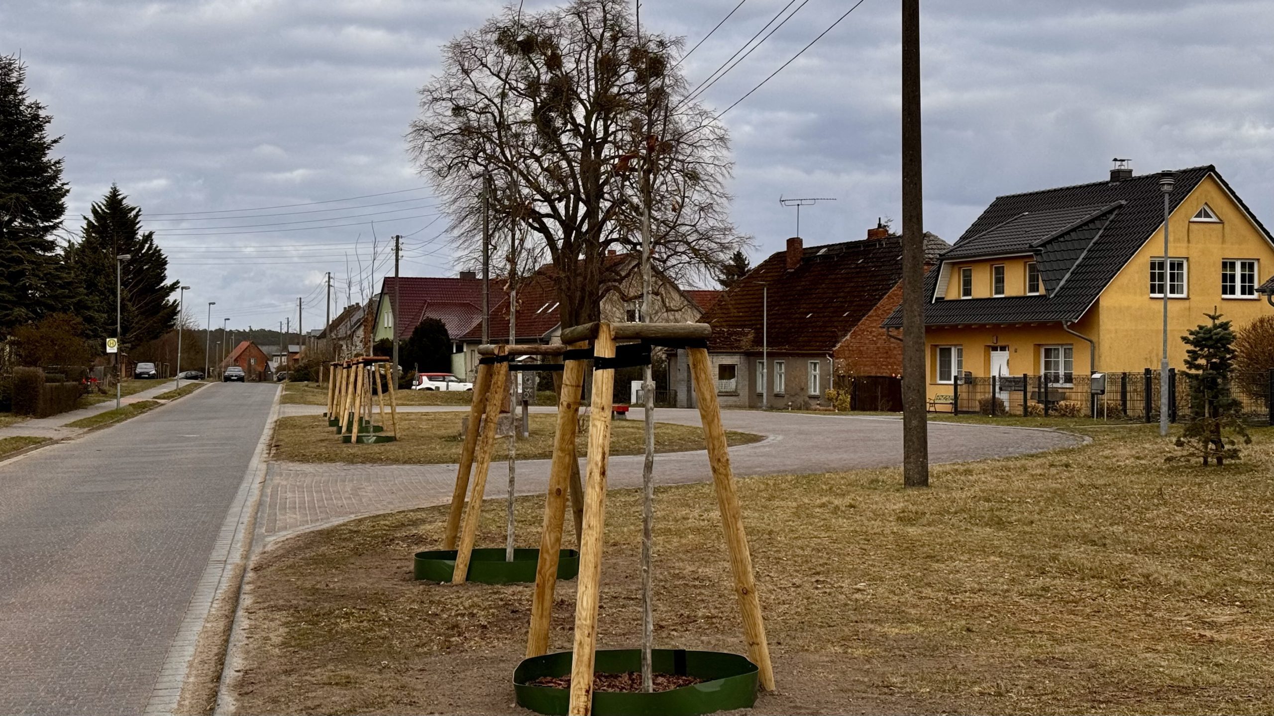 frische gepflanzte Bäume am Rande der Straße durch das Dorf. Ende März 2026